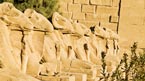 Luxor med fly